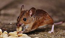 24 Hour & Emergency Exterminators in Castalin Spgs, TN